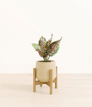 Load image into Gallery viewer, Almond Green stand:bamboo