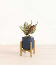 Load image into Gallery viewer, Deep Navy stand:bamboo