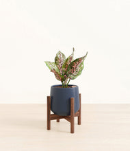 Load image into Gallery viewer, Deep Navy stand:walnut