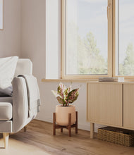 Load image into Gallery viewer, Gentle Pink stand:walnut