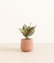 Load image into Gallery viewer, Calm Rose*****Profile