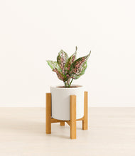 Load image into Gallery viewer, White stand:light