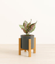 Load image into Gallery viewer, Dark Olive stand:light