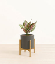 Load image into Gallery viewer, Dark Olive stand:bamboo