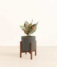 Load image into Gallery viewer, Dark Olive stand:walnut