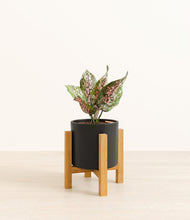 Load image into Gallery viewer, Black stand:light