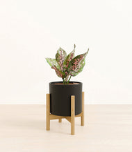 Load image into Gallery viewer, Black stand:bamboo