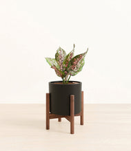 Load image into Gallery viewer, Black stand:walnut