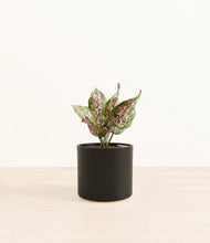 Load image into Gallery viewer, Black*****Profile