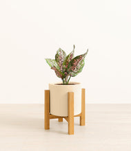 Load image into Gallery viewer, Cream stand:light