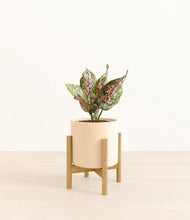 Load image into Gallery viewer, Cream stand:bamboo