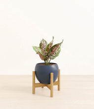 Load image into Gallery viewer, Deep Navy stand:bamboo