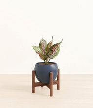 Load image into Gallery viewer, Deep Navy stand:walnut