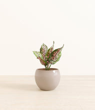 Load image into Gallery viewer, Desert Brown*****Profile