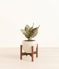 Load image into Gallery viewer, Shiny EggWhite stand:walnut