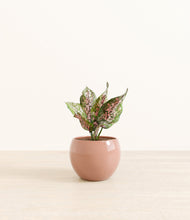 Load image into Gallery viewer, Calm Rose*****Profile