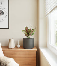 Load image into Gallery viewer, Dark Olive