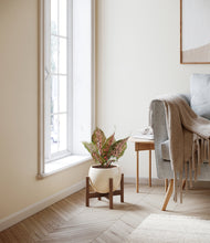 Load image into Gallery viewer, Shiny EggWhite stand:walnut