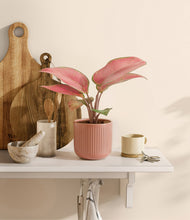 Load image into Gallery viewer, Striped Rose Pink