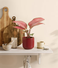 Load image into Gallery viewer, Striped Cherry Red