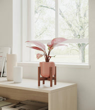 Load image into Gallery viewer, Striped Rose Pink stand:walnut