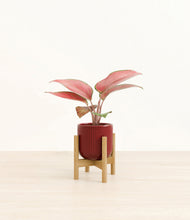 Load image into Gallery viewer, Striped Cherry Red stand:bamboo