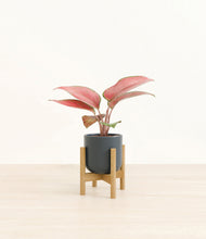 Load image into Gallery viewer, Iron Gray stand:bamboo