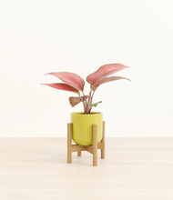 Load image into Gallery viewer, Key Lime Yellow stand:bamboo