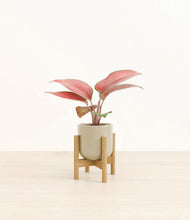 Load image into Gallery viewer, Sage Green stand:bamboo