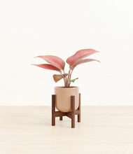 Load image into Gallery viewer, Glossy Pink stand:walnut