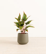 Load image into Gallery viewer, Olive*****Profile