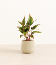 Load image into Gallery viewer, Almond Green*****Profile