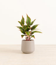 Load image into Gallery viewer, Eternal Gray*****Profile