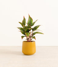 Load image into Gallery viewer, Mustard*****Profile