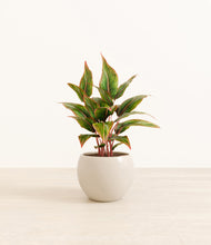 Load image into Gallery viewer, Shiny EggWhite*****Profile