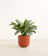 Load image into Gallery viewer, Earth Red*****Profile