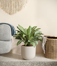 Load image into Gallery viewer, Natural Bamboo