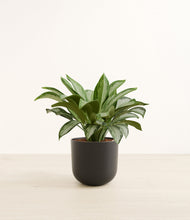 Load image into Gallery viewer, Stone Black*****Profile