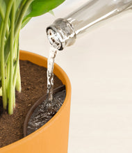 Load image into Gallery viewer, Sunset Orange stand:all