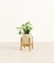 Load image into Gallery viewer, Almond Green stand:bamboo