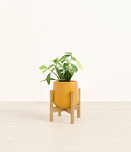 Load image into Gallery viewer, Mustard stand:bamboo