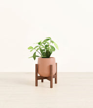 Load image into Gallery viewer, Calm Rose stand:walnut