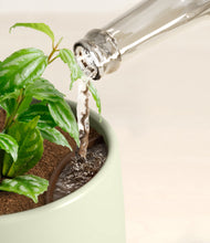 Load image into Gallery viewer, Turquoise stand:all