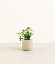 Load image into Gallery viewer, Almond Green*****Profile