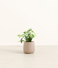 Load image into Gallery viewer, Eternal Gray*****Profile