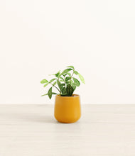 Load image into Gallery viewer, Mustard*****Profile