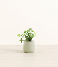 Load image into Gallery viewer, Turquoise*****Profile