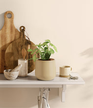 Load image into Gallery viewer, Almond Green