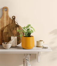 Load image into Gallery viewer, Mustard