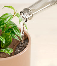 Load image into Gallery viewer, Glossy Pink stand:all